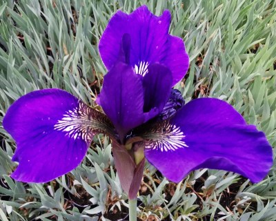 Niklas Sea IMG_20200604_202445 upr